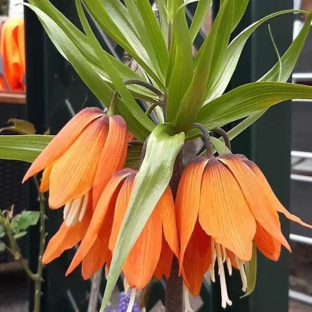 Δωμάτια σε οικογενειακή κατοικία Zu Hause Am Bach Aggsbach