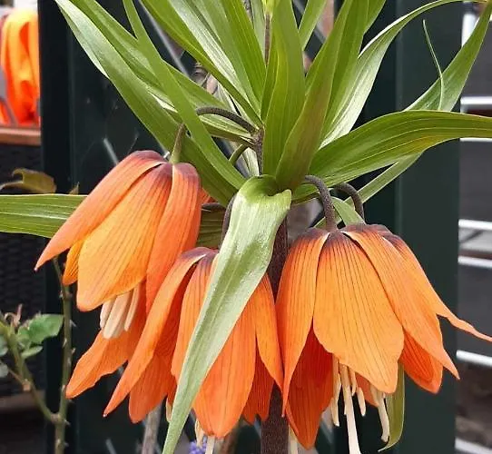 Habitación en casa particular Zu Hause Am Bach Aggsbach